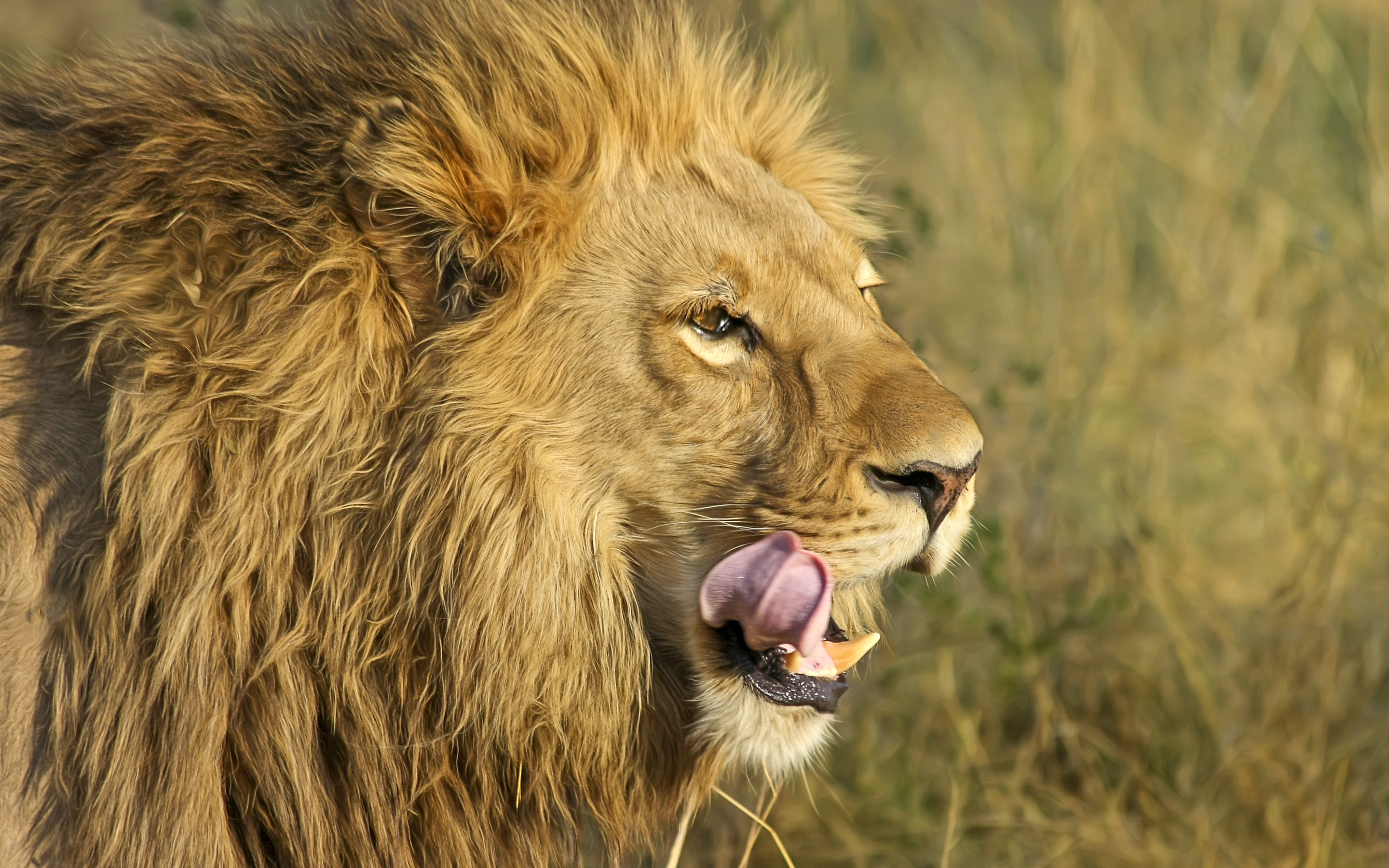 South African Lion616268617 - South African Lion - Tiger, South, Lion, African